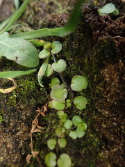 Epilobium nummulariifolium