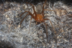 Loxosceles yucatana