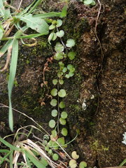Epilobium nummulariifolium