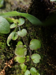 Epilobium nummulariifolium