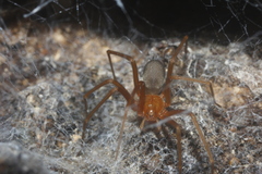 Loxosceles yucatana