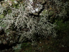 Ramalina peruviana