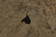 Artibeus jamaicensis yucatanicus