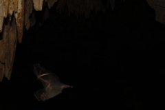 Artibeus jamaicensis yucatanicus