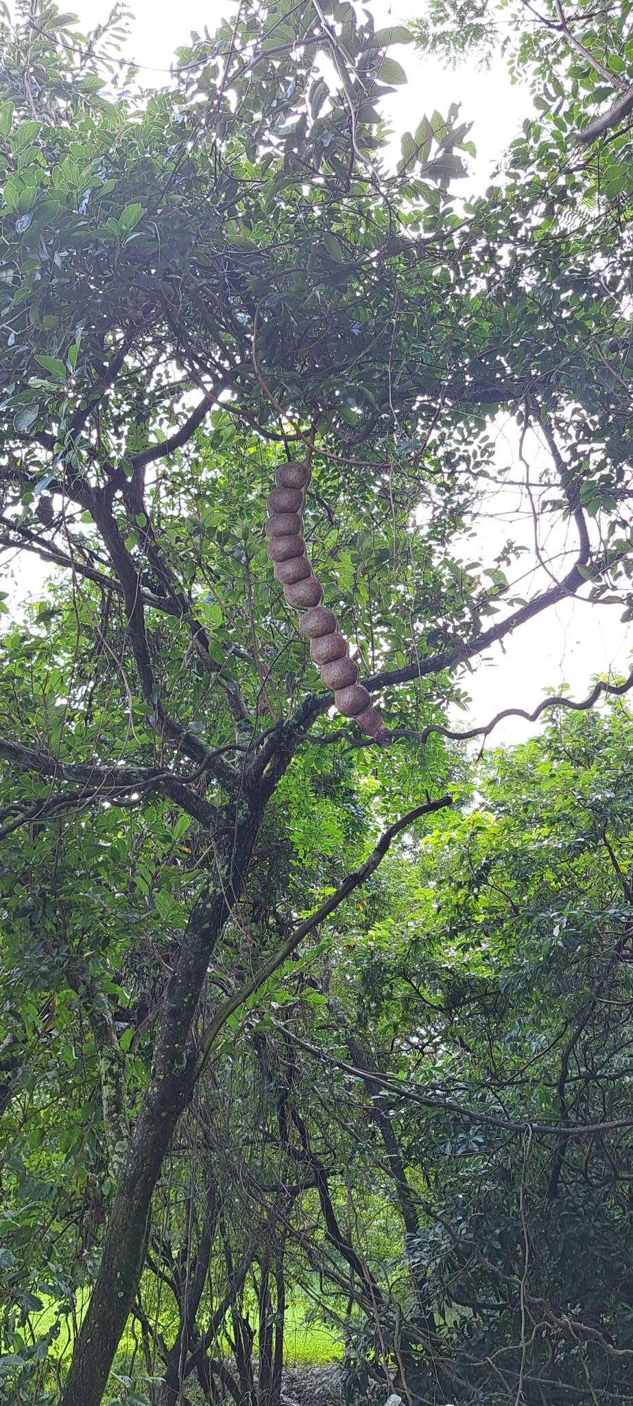 Imagem de Sementes-de-macaco