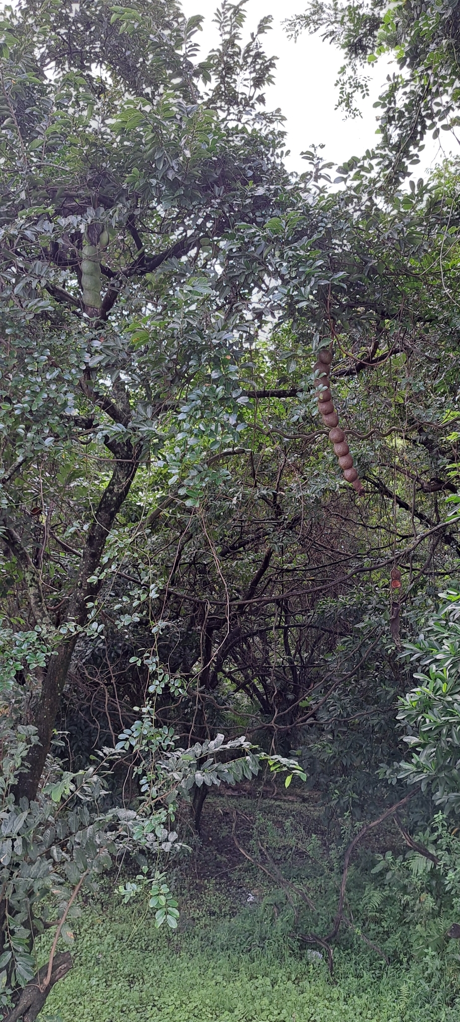 Imagem de Sementes-de-macaco