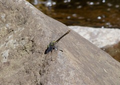 Ophiogomphus mainensis