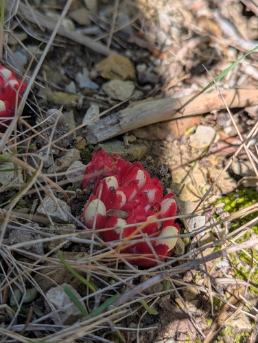 Image of Cytinus ruber by (c) Denis Bastianelli, some rights reserved (CC BY)
