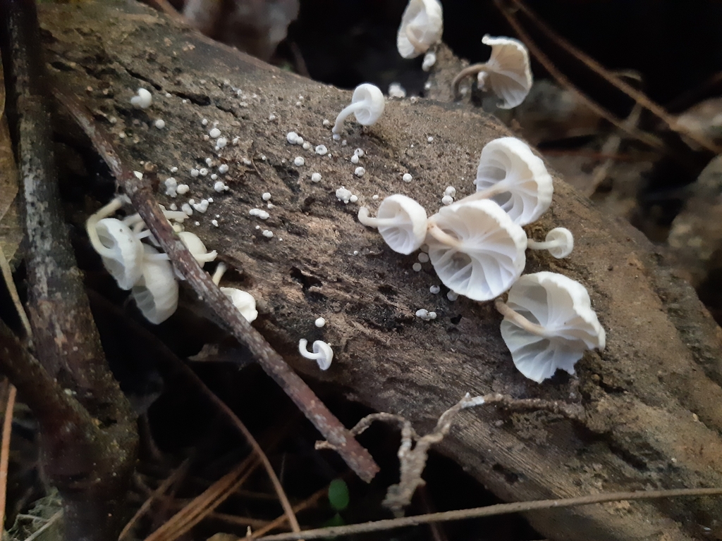 Marasmiellus candidus · April 2025 · photo: © georgecox (iNaturalist, cc0)