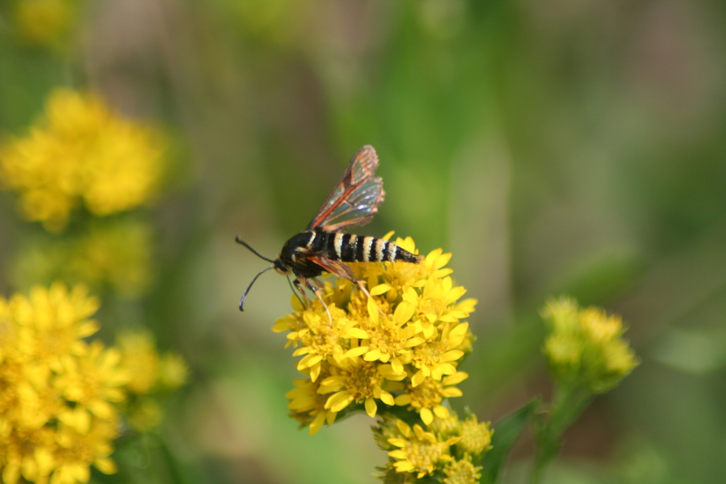 Fireweed Clearwing Moth