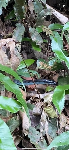 Common Tree Snake sighting