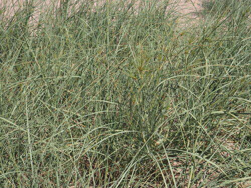 Image of Spinifex longifolius by (c) Hugo Innes, some rights reserved (CC BY)