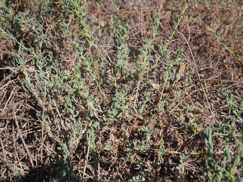 Image of Threlkeldia diffusa by (c) Hugo Innes, some rights reserved (CC BY)