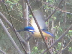Alcedo semitorquata