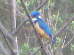 Alcedo semitorquata