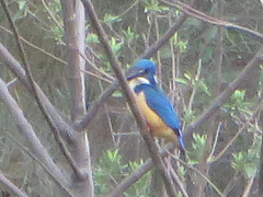 Alcedo semitorquata