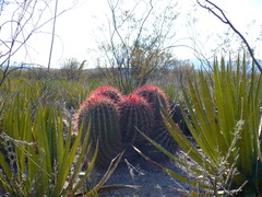 Ferocactus pilosus