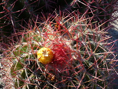 Ferocactus pilosus