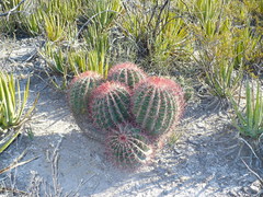 Ferocactus pilosus