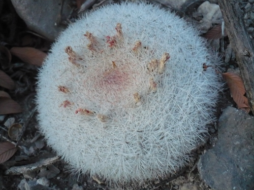snowball cactus