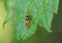 Microchrysa flaviventris