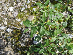 Andromeda polifolia