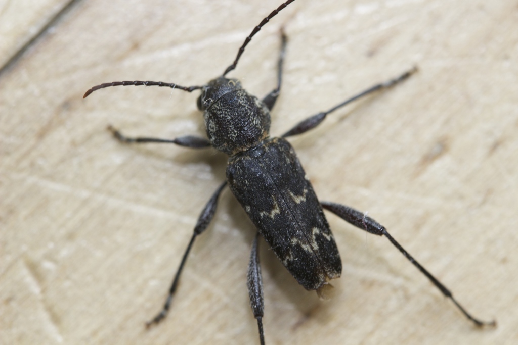 nautical borer