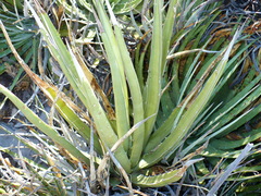 Agave albomarginata