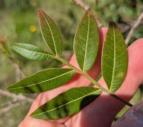 Pistacia × saportae (Pistacia × saportae)