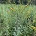 Swamp Goldenrod - Photo (c) Ron Burkert, some rights reserved (CC BY), uploaded by Ron Burkert