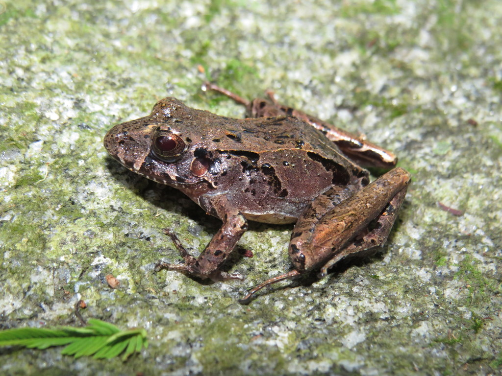 Pointy-Nosed Robber Frog