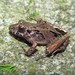 Pointy-nosed Robber Frog - Photo (c) Diogo Luiz, some rights reserved (CC BY-SA), uploaded by Diogo Luiz
