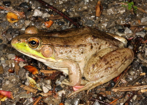 Northern Green Frog (Frogs and Toads of Virginia) · iNaturalist