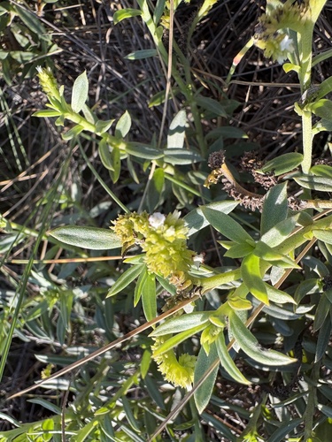 Euploca glandulifera, 2025-04-25