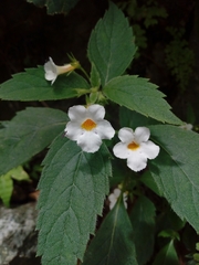 Achimenes occidentalis