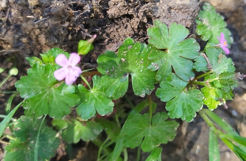 Shining Crane's-bill