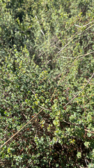 Cliffortia obcordata, photograph (c) Simon Tamblyn, some rights reserved (CC BY)