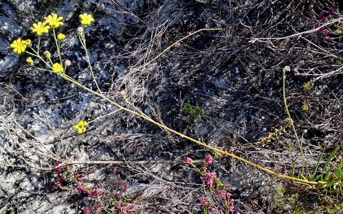 Othonna viminea