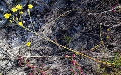 Othonna viminea