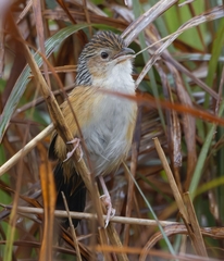 Chinese Grassbird photo 1