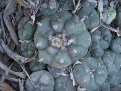Lophophora williamsii