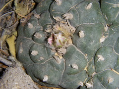 Lophophora williamsii