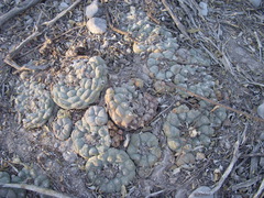 Lophophora williamsii