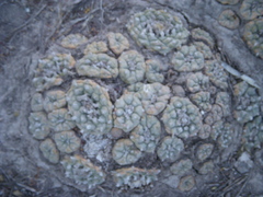 Lophophora williamsii