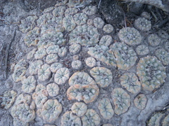 Lophophora williamsii