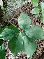 Xanthosoma wendlandii