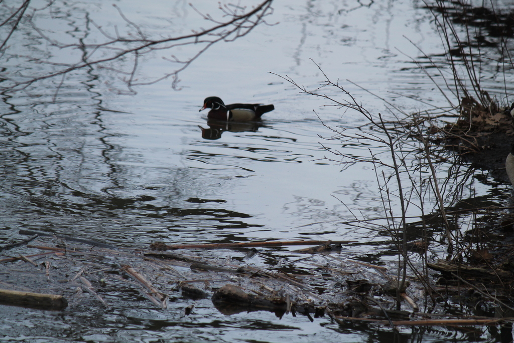 Wood Duck from Whitby, ON, Canada on April 11, 2017 at 05:31 AM by ...