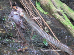 Cycloramphus brasiliensis