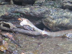 Cycloramphus brasiliensis