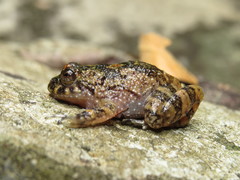 Cycloramphus brasiliensis